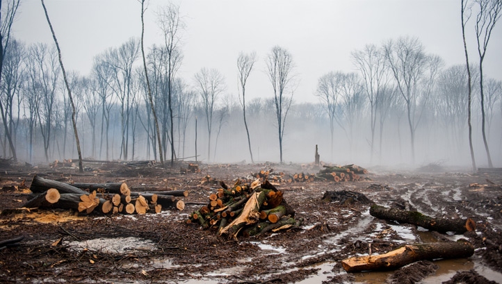 About 17% of the Amazonian rainforest is estimated to have been destroyed over the past 50 years